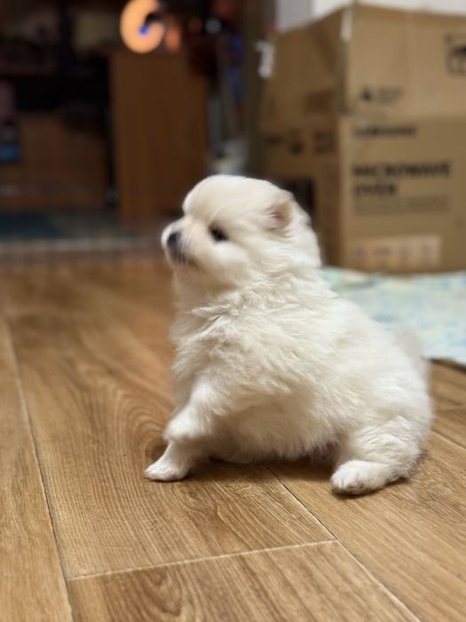 Продам померанского шпица