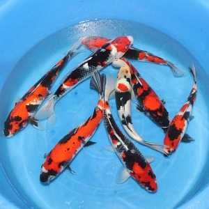 Rybki do oczka Japonskie Karpie koi import
