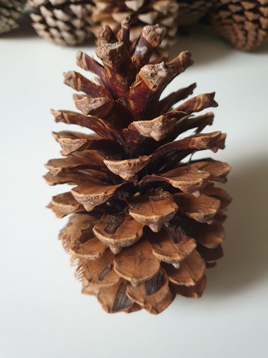 Шишка соснова з Атлантики