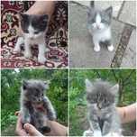 Віддам кошенят у добрі руки