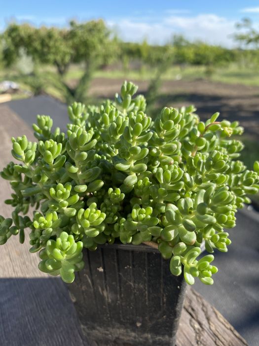 Очитки (седуми).