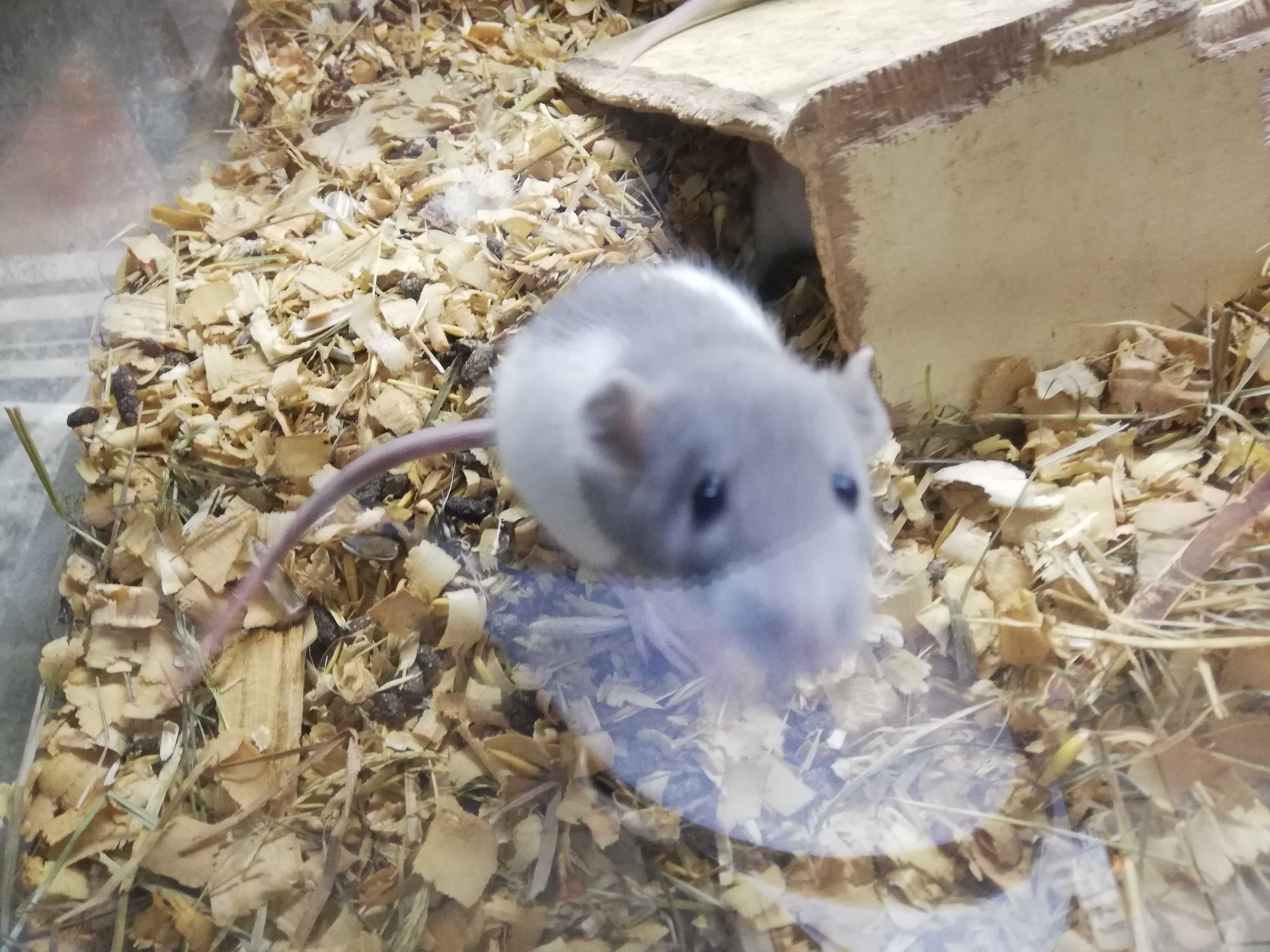Szczurki młodziutkie- szczury Dumbo