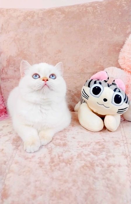 Чарівна манюня шотландська шиншилка