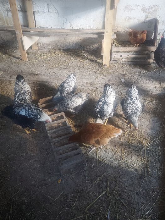 Kury  koguty wyandotte