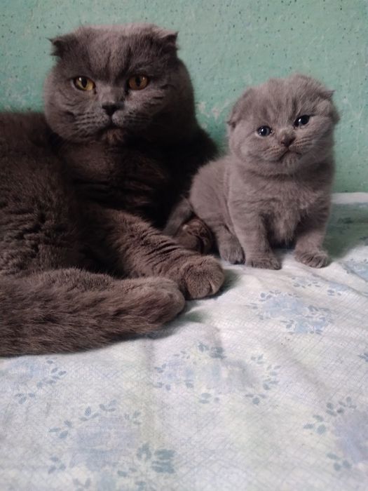Продам котят от  породистих батьків.