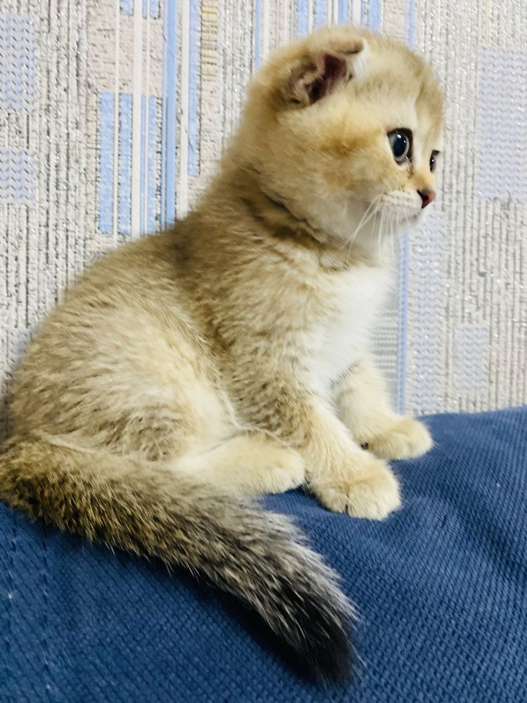 Дівчинка скотіш фолд
