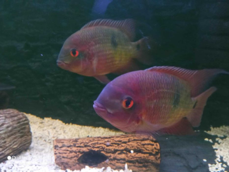 Sprzedam pielęgnice szmaragdowe