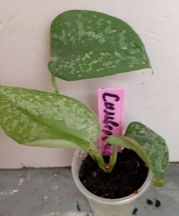 Сциндапсус, эпипремнум новинки.