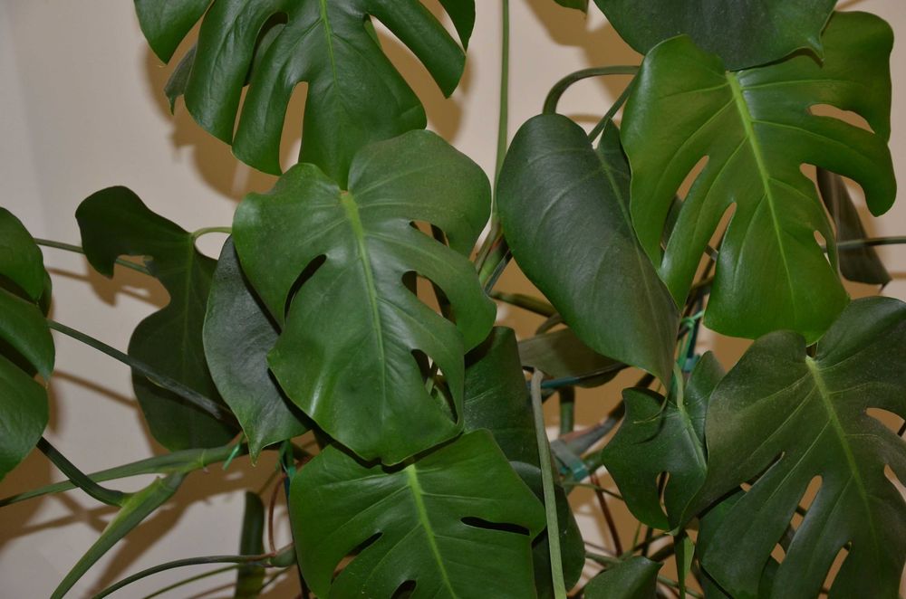 Monstera - piękny zdrowy okaz