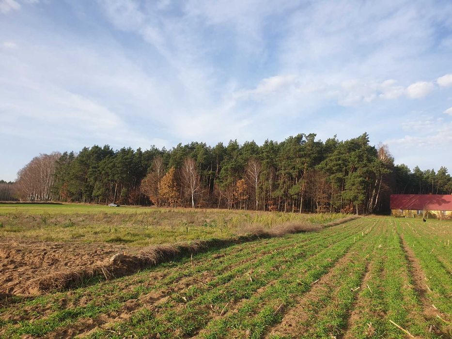 Działka budowlana Radziki Duże przy lesie