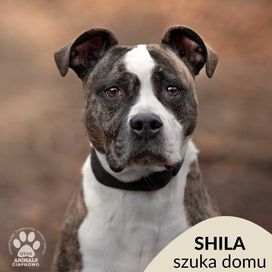 Shila czeka na Ciebie w OTOZ Animals Scgronisku Ciapkowo!