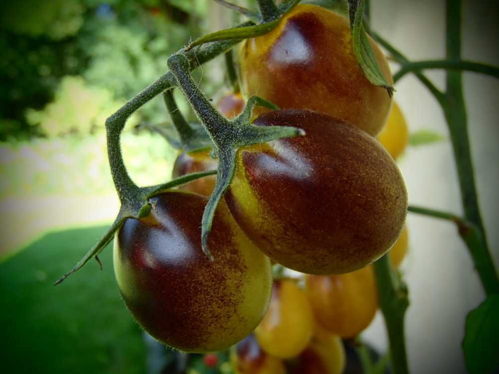 Sementes Tomate Indigo Kumquat