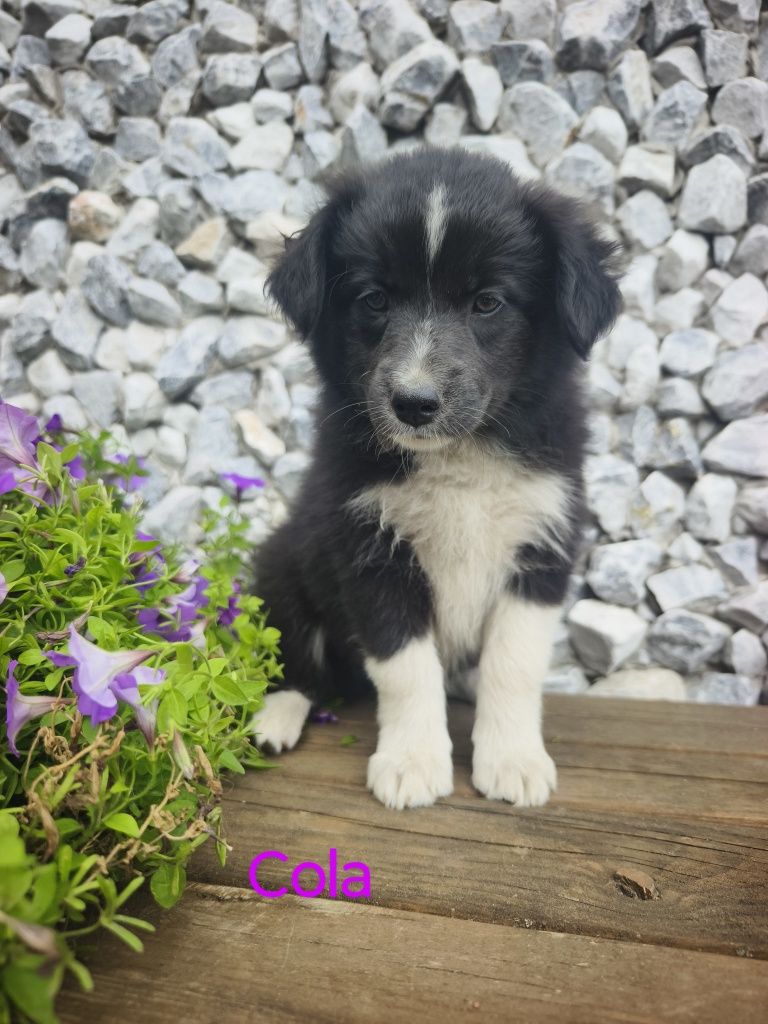 Border collie śliczna suczka przebadani rodzice do odbioru