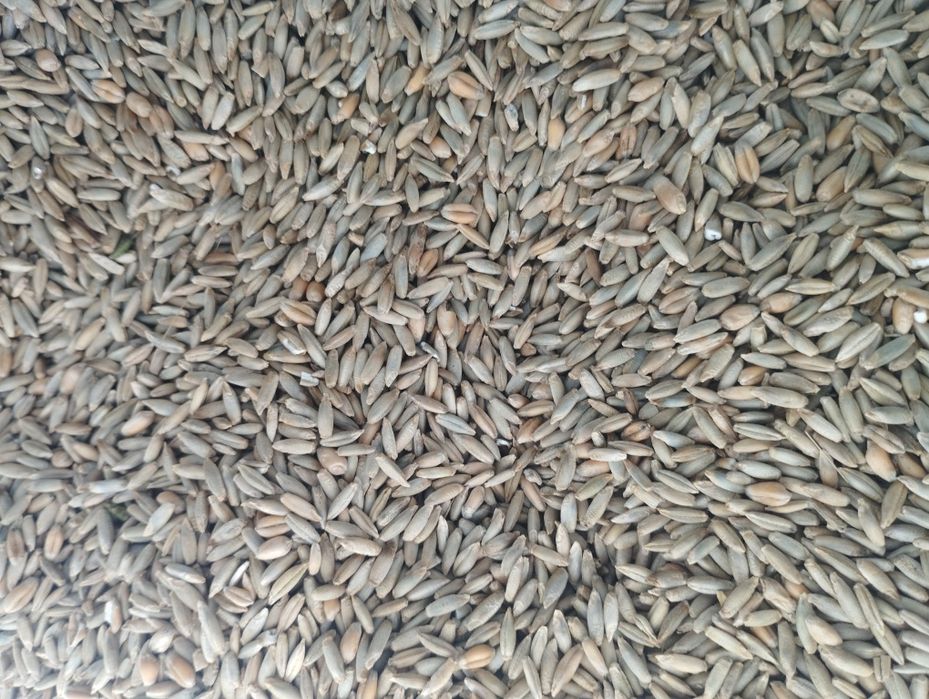 Жито фуражне сухе 2025