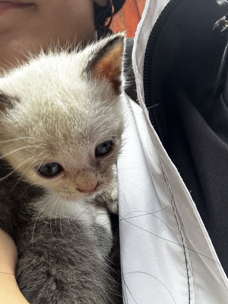 Кошенята шукають дім