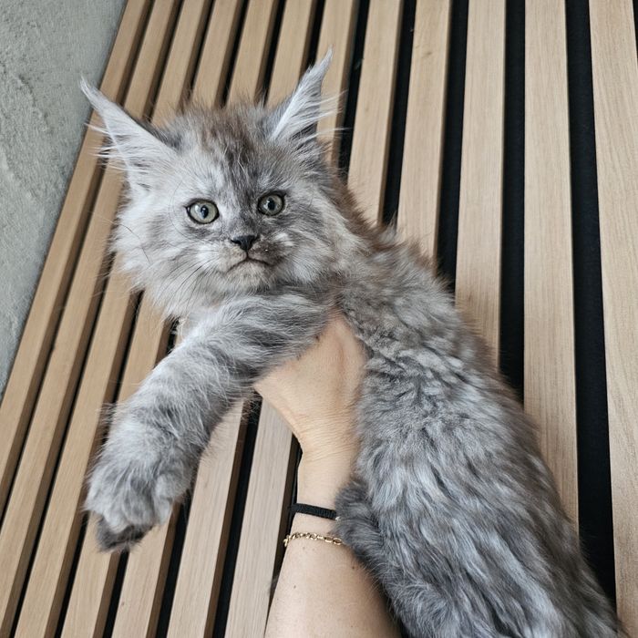 Koteczka dymna   Maine coon rodowód fpl