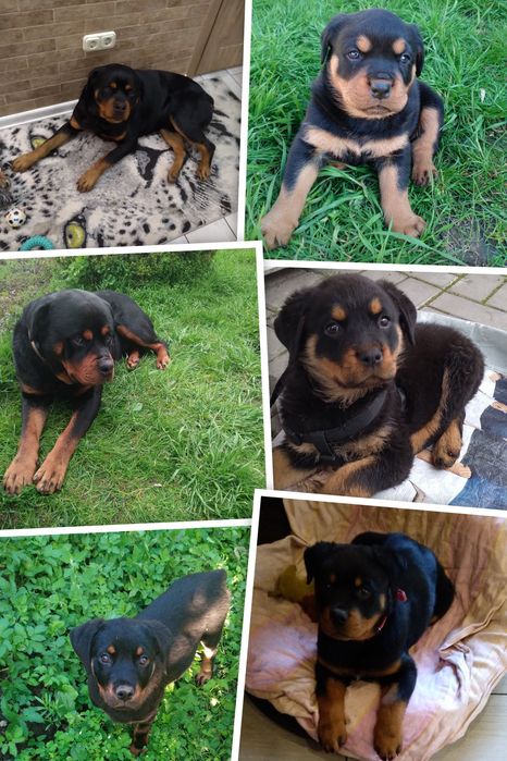 Чистокровные щенки Ротвейлеры.