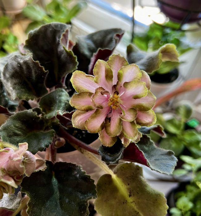 Фиалки, сенполии, листики