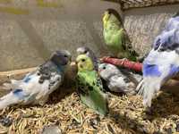 Выкормыши волнистых попугайчиков | Все для домашних животных