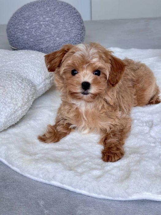 Мальтіпу мікро міні стандарт