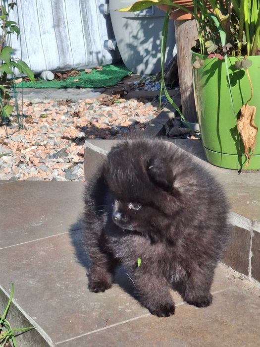 Pomeranian piesek