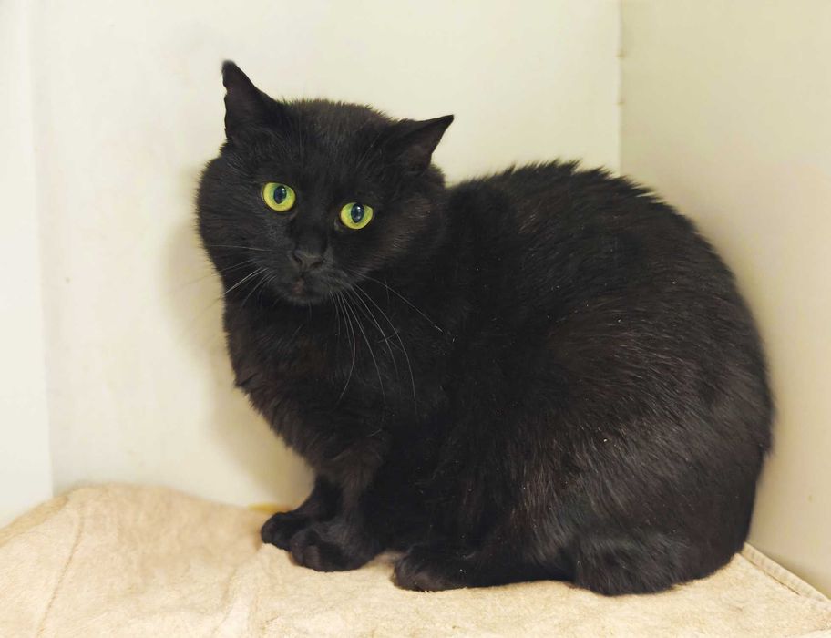Чорна перлинка, тендітна котодівчинка Меліс, кішка 1 рік