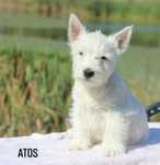 West highland white terrier - piesek ZKWP FCI