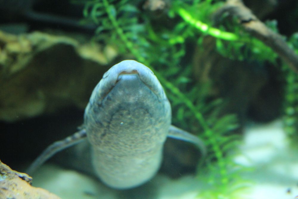 African LungFish Protopterus Annectens 37cm