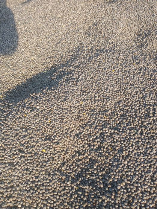 Łubin ekologiczny karo wąskolistny