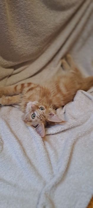 Кошенята Мейн -кун .Чарівні дітки