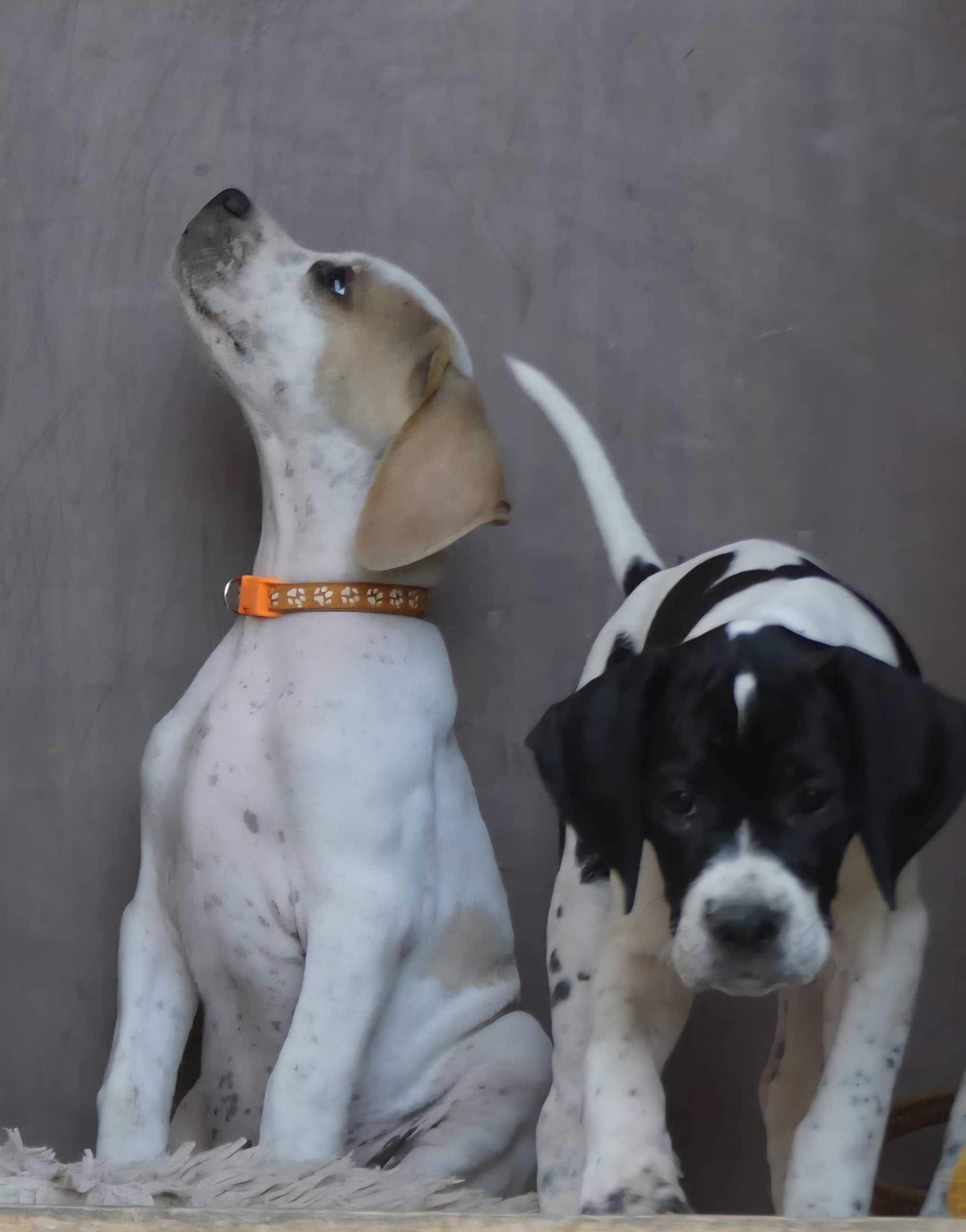 Barney- Pointer, wyżeł angielski