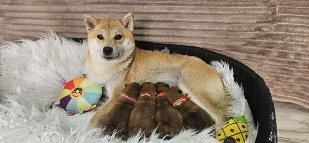 Hodowla Red Kira Shiba Inu