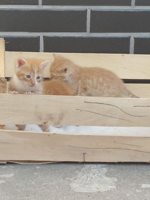 Malutkie kotki szukają domu