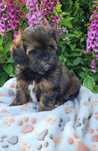 Shihpoo samiec shihtzu pudel toy cavapoo