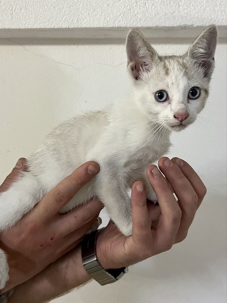 Gatinho para adoção!!