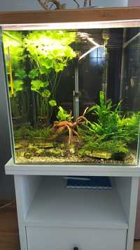 Krewetkarium Blue Velvet 64l