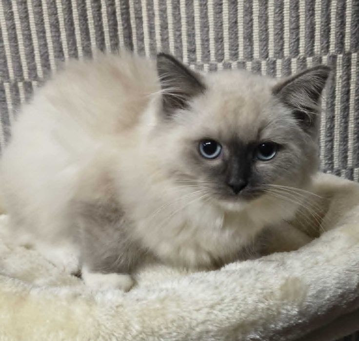 Ragdoll kotka blue badania genetyczne n/n