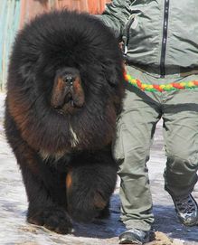 Reproduktor Mastiff Tybetański 100% Mongolia