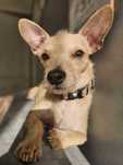 Szila nadal do adopcji!