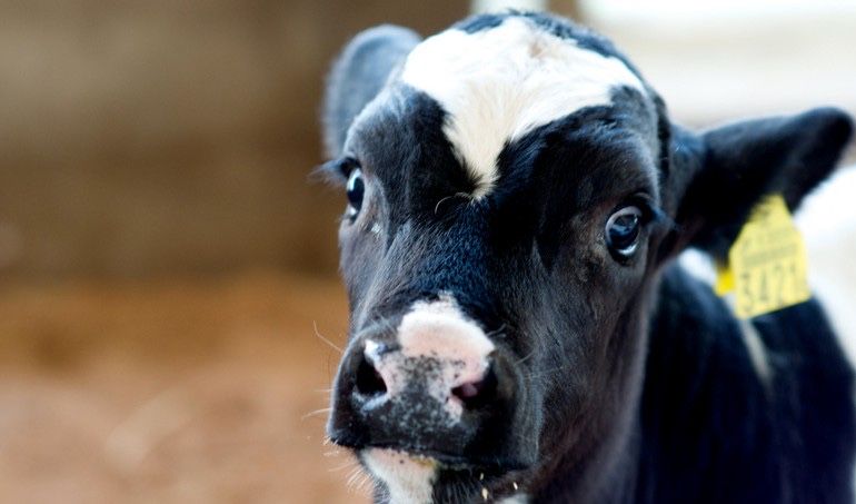 Sprzedam Ładnego Byczka