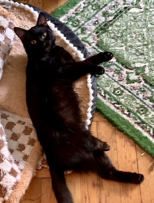 Врятована трьохлапа суперкиця :)