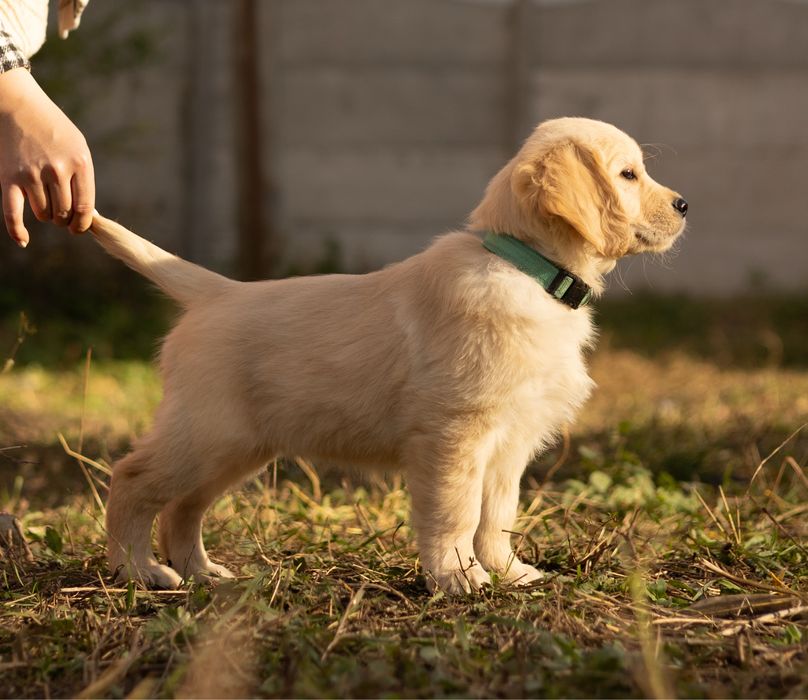 Щенки золотистого ретривера – дети чемпионов!