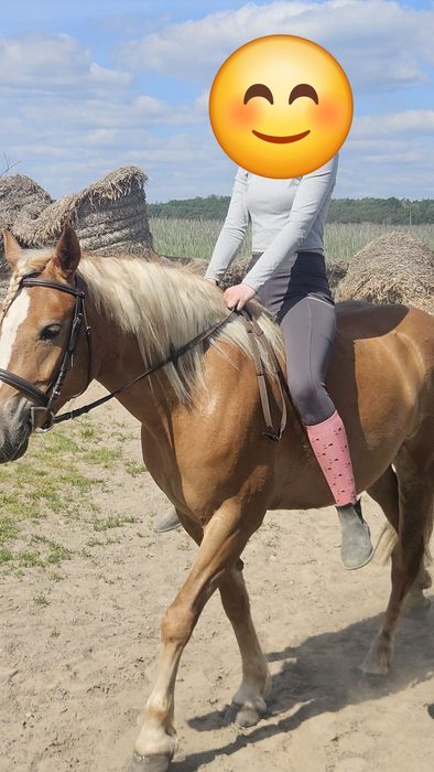 Sprzedam klacz, kuc w typie haflingera