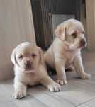 Labrador Retriever Biszkopt Piękny