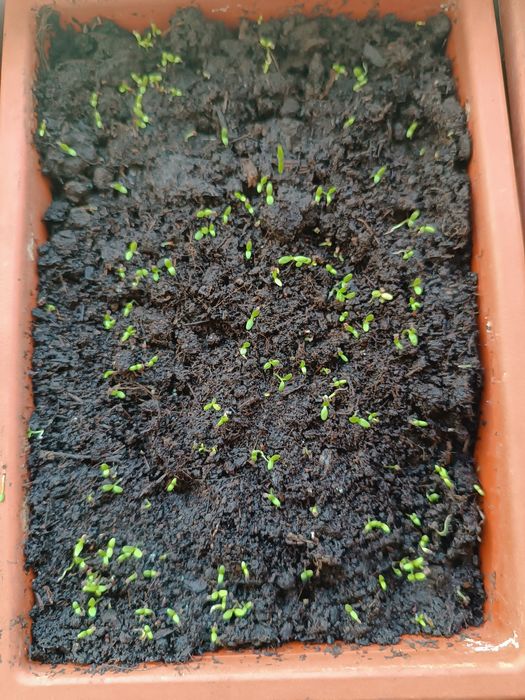 Насіння аурікули,вушкової примули.100 шт.Суміш.