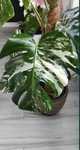 Monstera Variegata