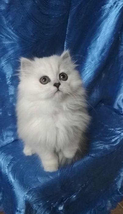 Серебристый шиншилла белый пепельный