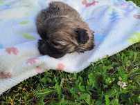 Shih-tzu mini sunia
