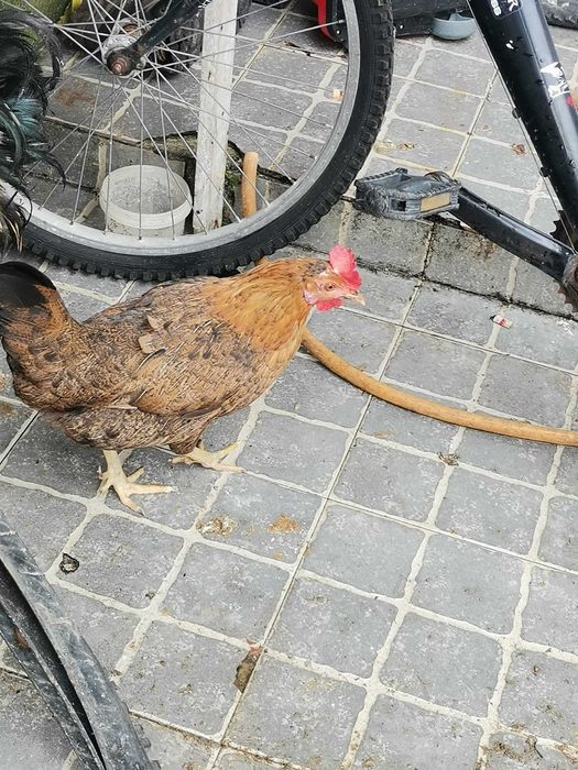 7 galinhas raças várias