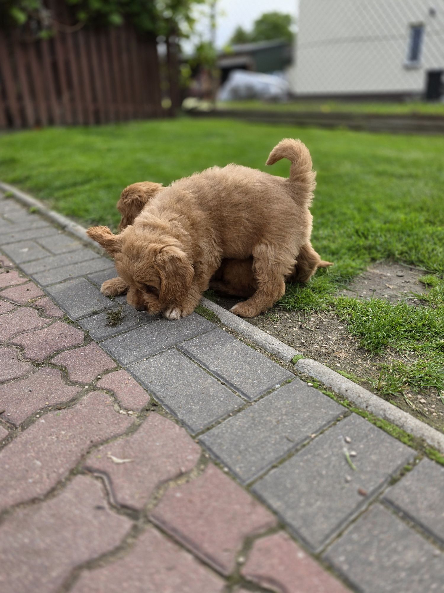GOLDENDOODLE piesek f1 medium i standard